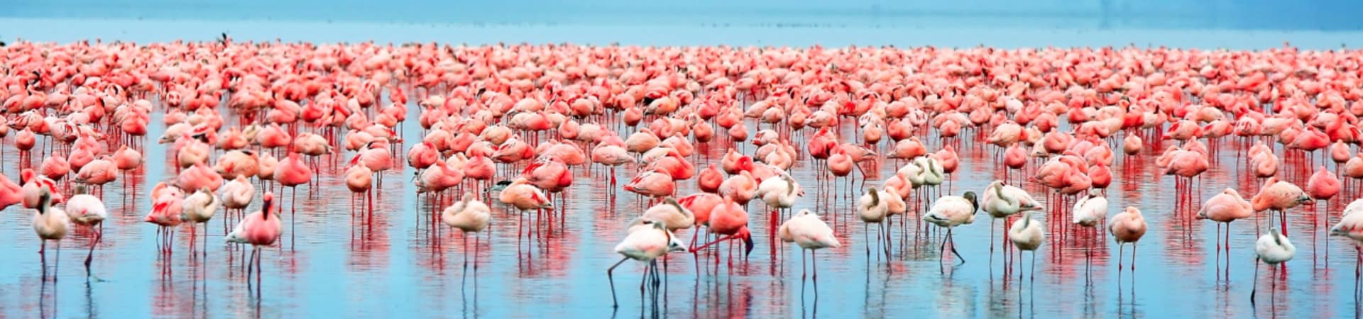 Flamingos ponto turístico Lago Nakuru Quênia